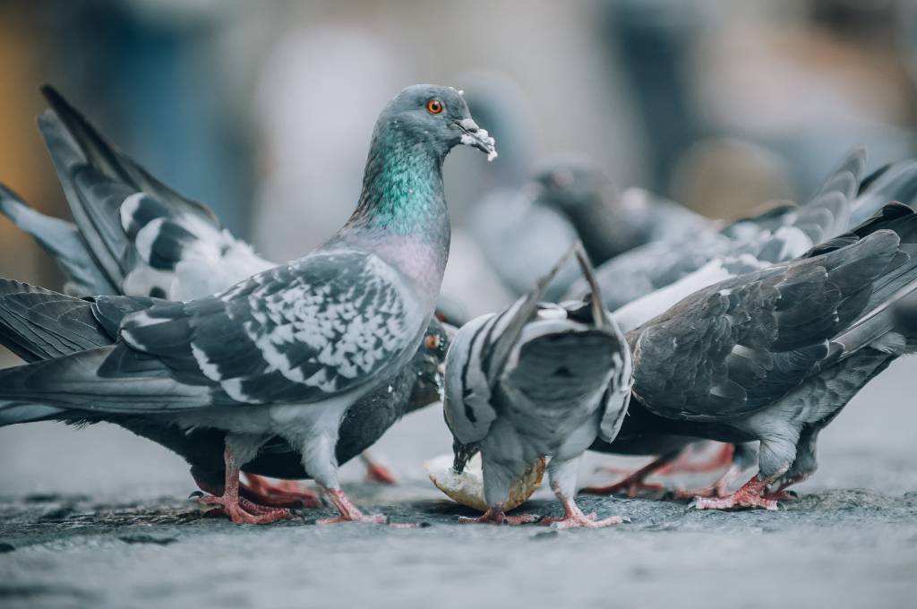 Malattie dei piccioni: come e perché mantenere pulita la tua abitazione -  Disinfestazioni Roma